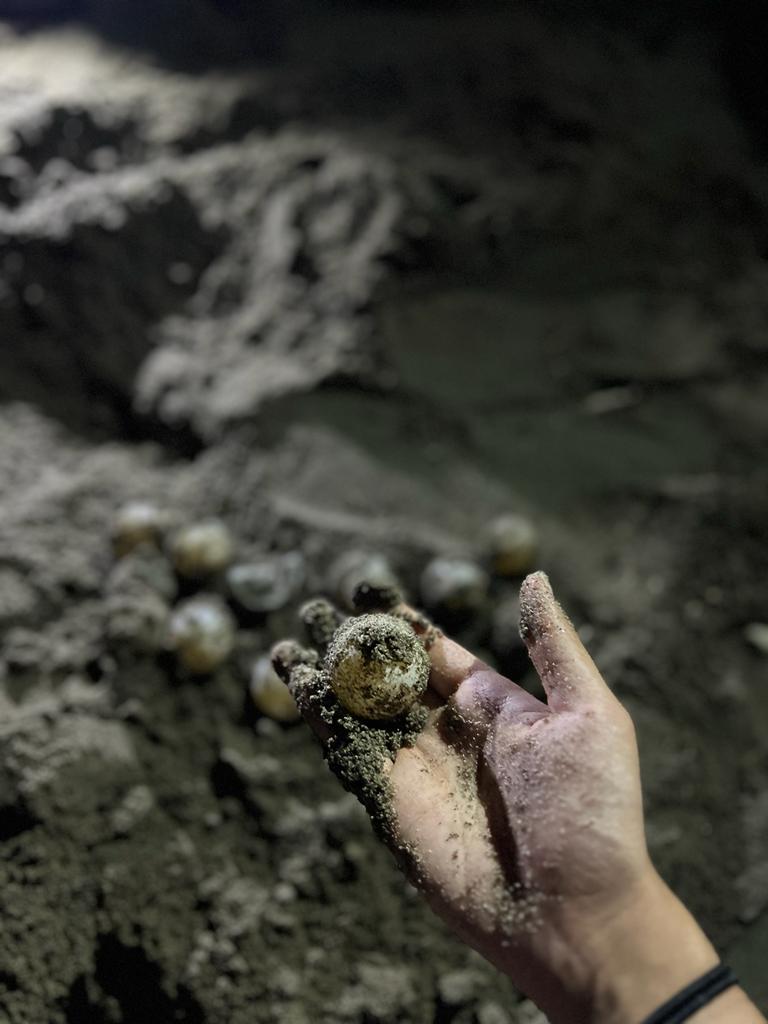 陳雅喬在海龜保育工作时的照片。