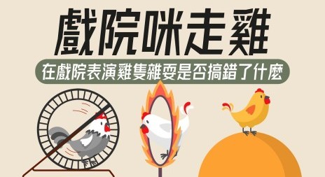 Rooster Comedy