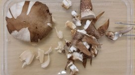 	[CRN10917] Mushroom-X: Mushrooms Save the World — Experiential Mushroom Spore Prints Workshop 菇菇救地球 — 孢子印拼畫體驗