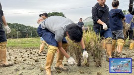 河上鄉稻米收割初體驗 (Carbon Reduction Action Event)