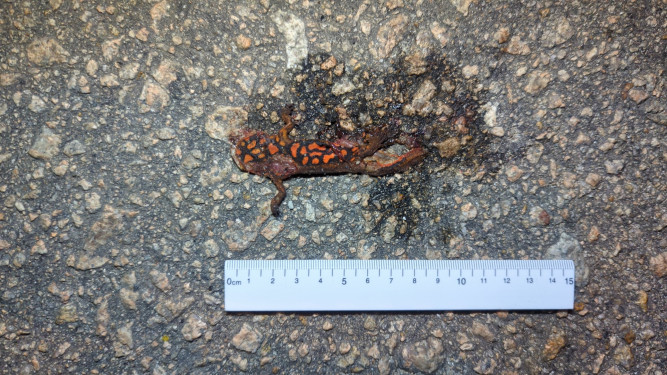 Newt Roadkill