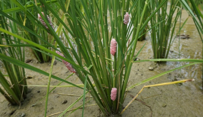 Lingnan University joint research analyses genome of global agricultural pest ‘apple snail’: Ancient viral gene-driven evolution of ‘terrestrial oviposition’ ability