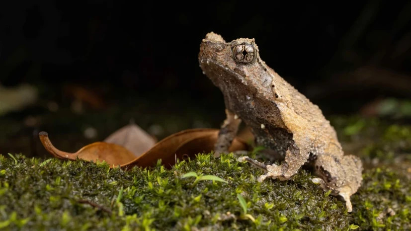 Lingnan University finds endangered Lantau Short-legged Horned Toad, with distinct male calls and considerable genetic divergence may be undergoing speciation, and calls for an independent conservation unit