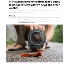 In Pictures: Hong Kong filmmaker’s quest to document city’s native newt and other wildlife - Hong Kong Free Press （只有英文）