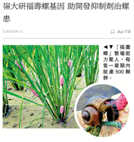 嶺大研福壽螺基因 助開發抑制劑治螺患 - 大公報