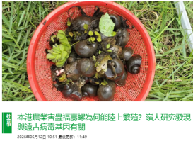 本港農業害蟲福壽螺為何能陸上繁殖？嶺大研究發現與遠古病毒基因有關 - Bastille Post (Chinese Only)