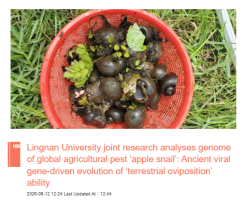 Lingnan University joint research analyses genome of global agricultural pest ‘apple snail’: Ancient viral gene-driven evolution of ‘terrestrial oviposition’ ability -  Bastille Post