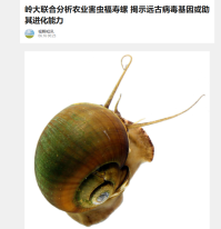 嶺大聯合分析農業害蟲福壽螺 揭示遠古病毒基因或助其進化能力 - 新浪