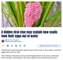 A hidden viral clue may explain how snails took their eggs out of water - Earth （只有英文）