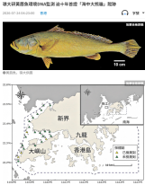 嶺大研黃唇魚環境DNA監測 逾十年首證「海中大熊貓」蹤跡 - 文匯報