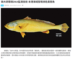 嶺大研環境DNA監測技術 本港海域發現瀕危黃唇魚 - 星島頭條