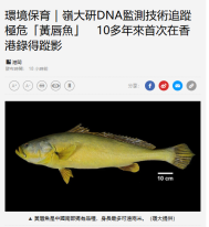 環境保育｜嶺大研DNA監測技術追蹤極危「黃唇魚」　10多年來首次在香港錄得蹤影 - 經濟日報