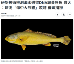 研新技術檢測海水殘留DNA尋黃唇魚 嶺大︰監測「海中大熊貓」蹤跡 毋須捕撈 - Yahoo 新聞