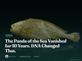 The Panda of the Sea Vanished for 10 Years. DNA Changed That - A-Z-Animals （只有英文）