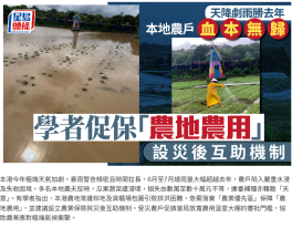 每日雜誌｜天降劇雨勝去年 本地農戶血本無歸 學者促保「農地農用」 設災後互助機制 - 星島頭條