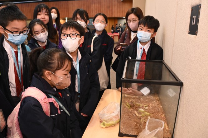 嶺大科學教研組就塑膠分類、廚餘處理及生物多樣性安排多場學習班和專題講座，讓小學生沉浸式體驗STEAM教學。