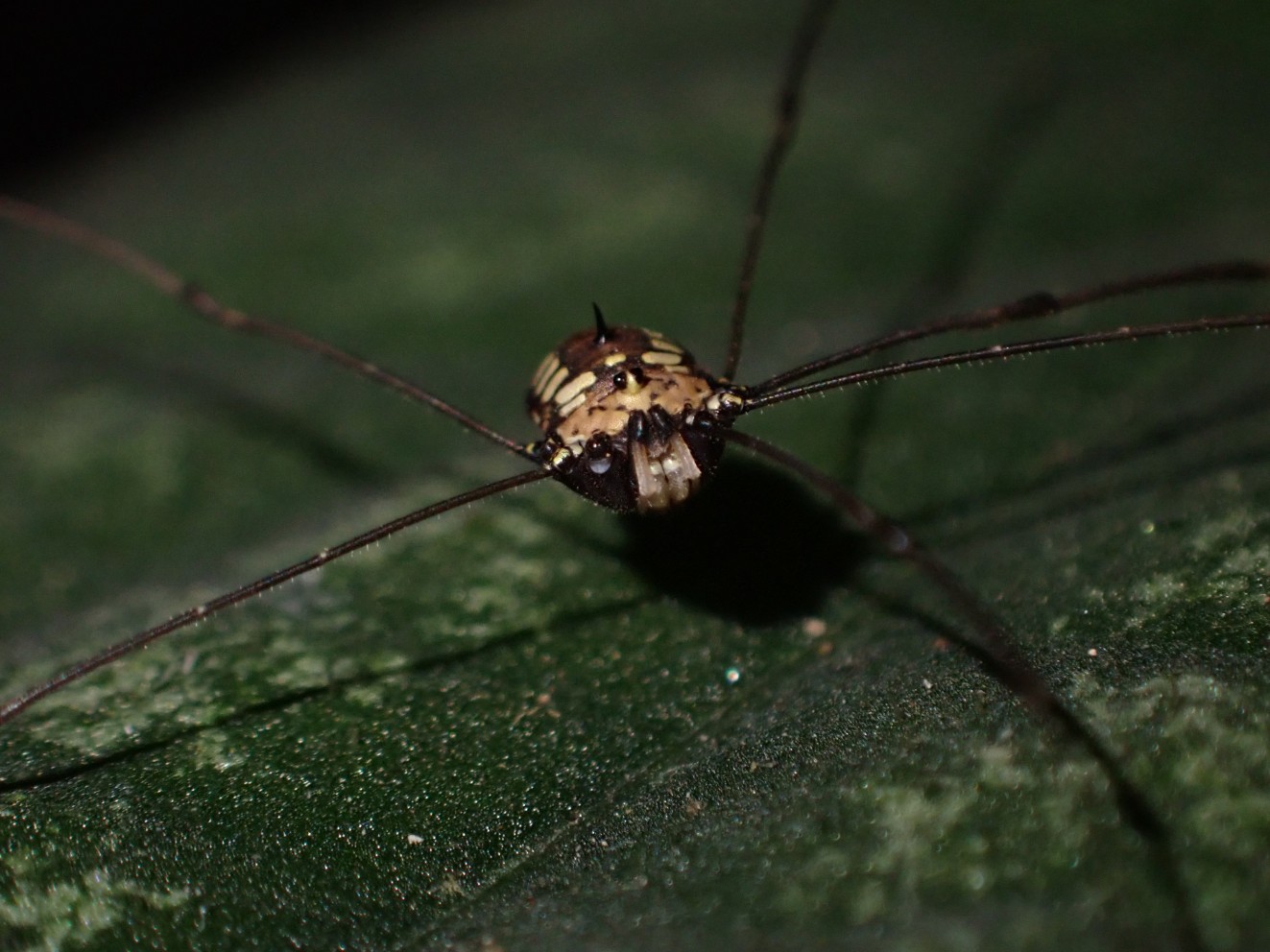 Lingnan’s MPhil student of environmental science intends to contribute to knowledge of the biodiversity of harvestmen in Hong Kong. Photo courtesy: Desmond Tan Kai-teck