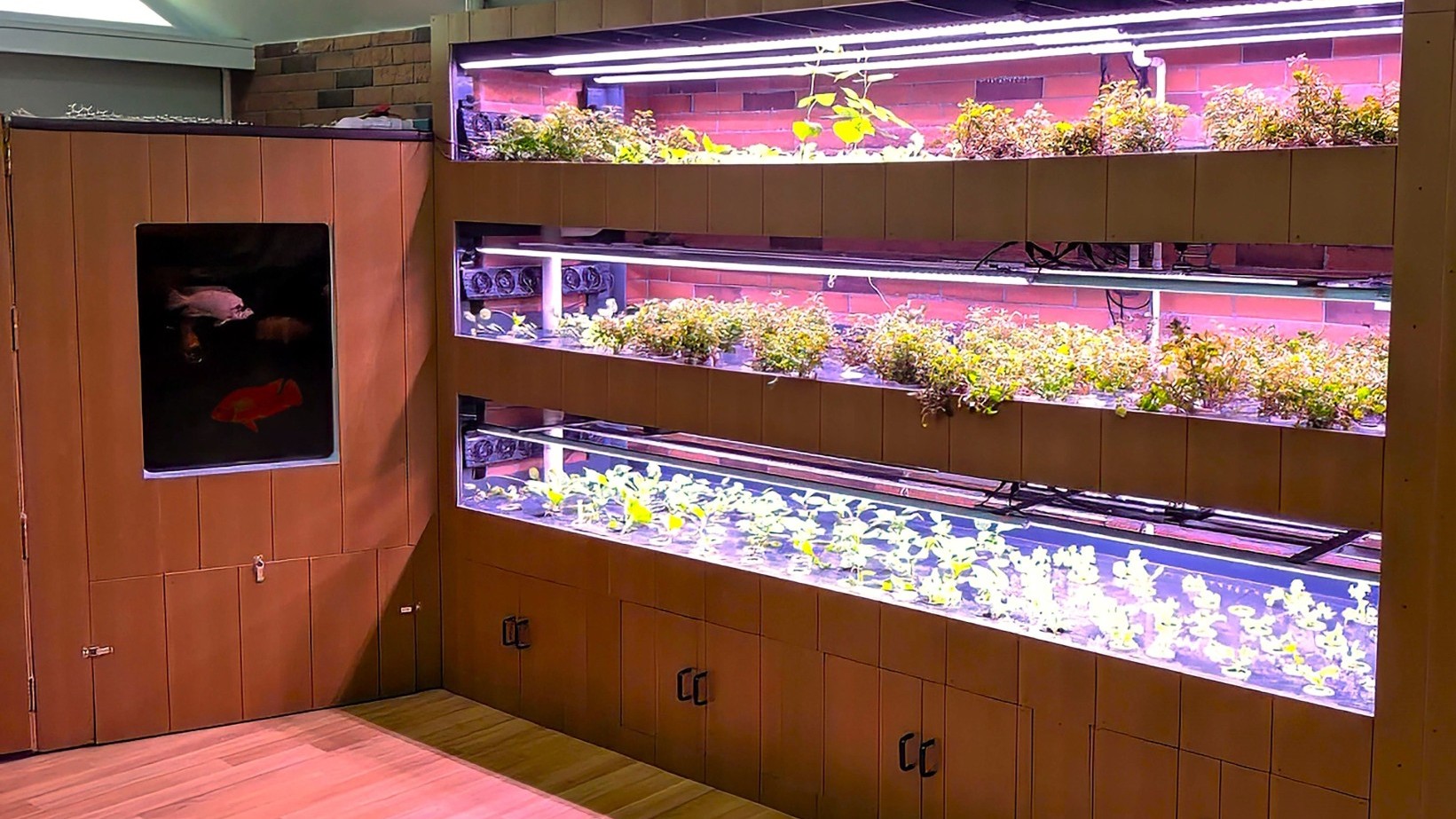 Aquaponics System.