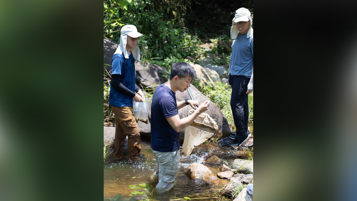Prof Tsang and his team immerse themselves in the cool waters of Wong Lung Hang Stream for research.