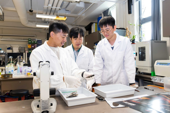 Prof Tsang and his team examines the gut contents of the collected fish.
