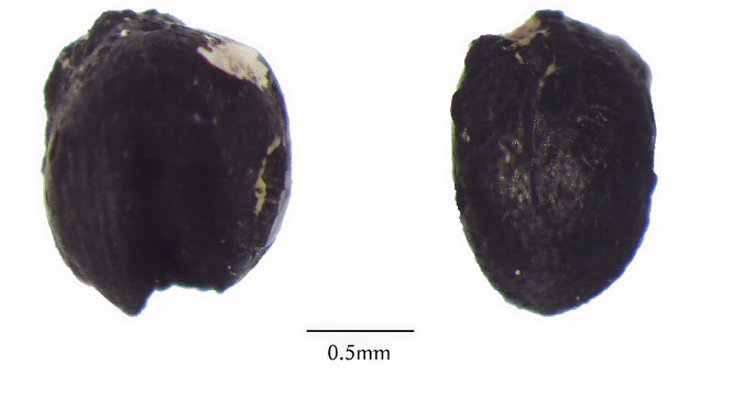 Ancient plant seeds are inherently difficult to identify because even seeds from the same species may vary considerably in size and appearance.