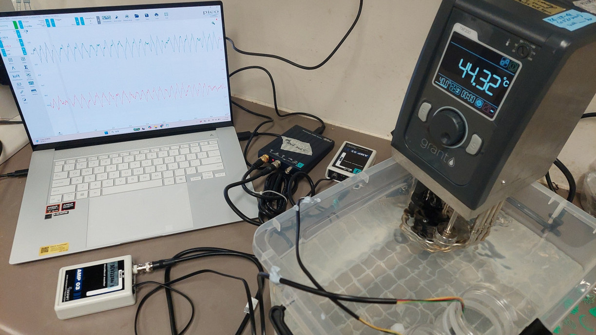 The research team uses a programmable water bath to simulate the natural conditions of rocky shores in the Hong Kong SAR and Singapore heating up during low tide exposure, and attaches photocoupler sensors to the shells of the tropical intertidal snails to monitor their heart rate and body temperature responses in real time during the heating process.