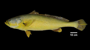 Lingnan finds critically endangered Chinese bahaba in western HKSAR waters using co-developed environmental DNA technique