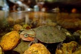 Prof Sung Yik-hei &ldquo;evolved&rdquo; from hobbyist to conservation biologist