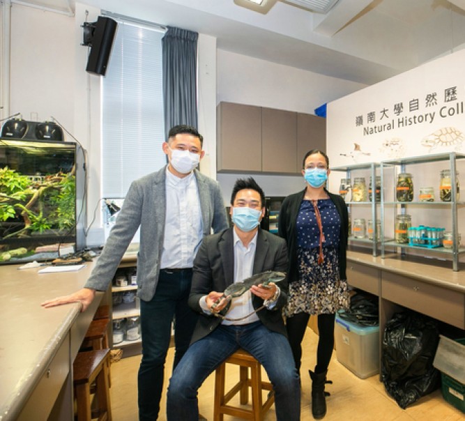 嶺大建立本港兩棲及爬行類動物自然藏品庫