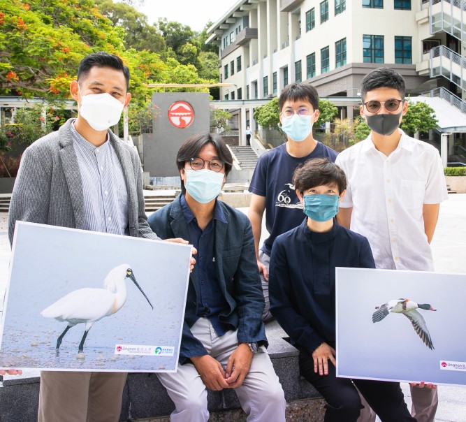 岭大及香港观鸟会研究揭示保育后海湾湿地 对保护数量减少的水鸟物种非常重要