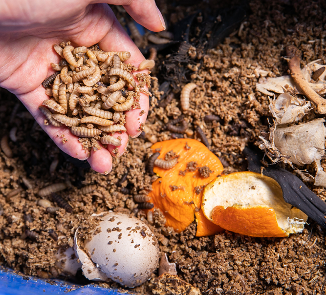 Bug Wars against Food Waste Project to reduce food waste on campus and raise public awareness