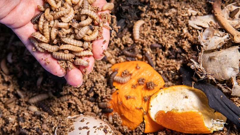 Bug Wars against Food Waste Project to reduce food waste on campus and raise public awareness