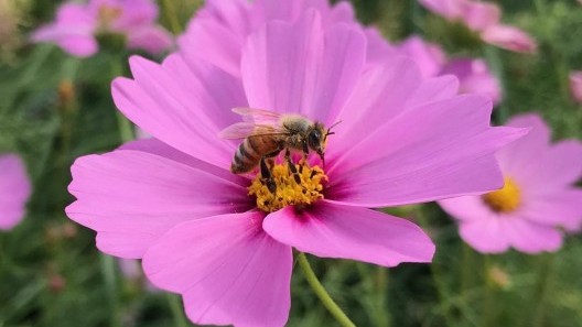 Revitalising farmland ecology to conserve insect pollinators and ecosystem services in Mui Wo