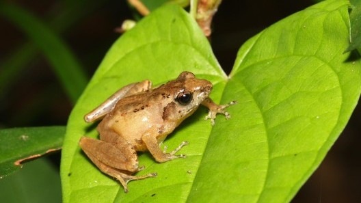 Conservation of Romer's tree frogs: Assessment of population status across Lantau and impacts of emerging threats