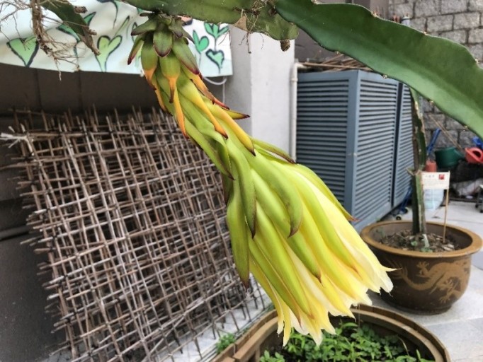 The Lingnan Gardeners at Lingnan University