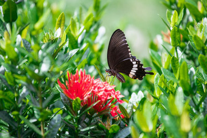 Lingnan Sustainability Policies