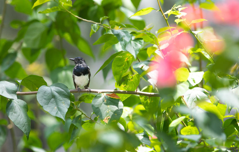 Lingnan University Sustainability Reports