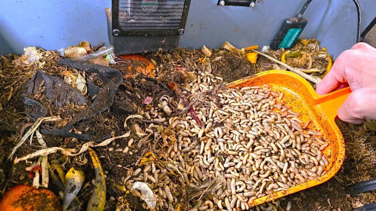 The black soldier fly food waste processing facility utilises Internet of Things (IoT) technology to enhance operational efficiency.