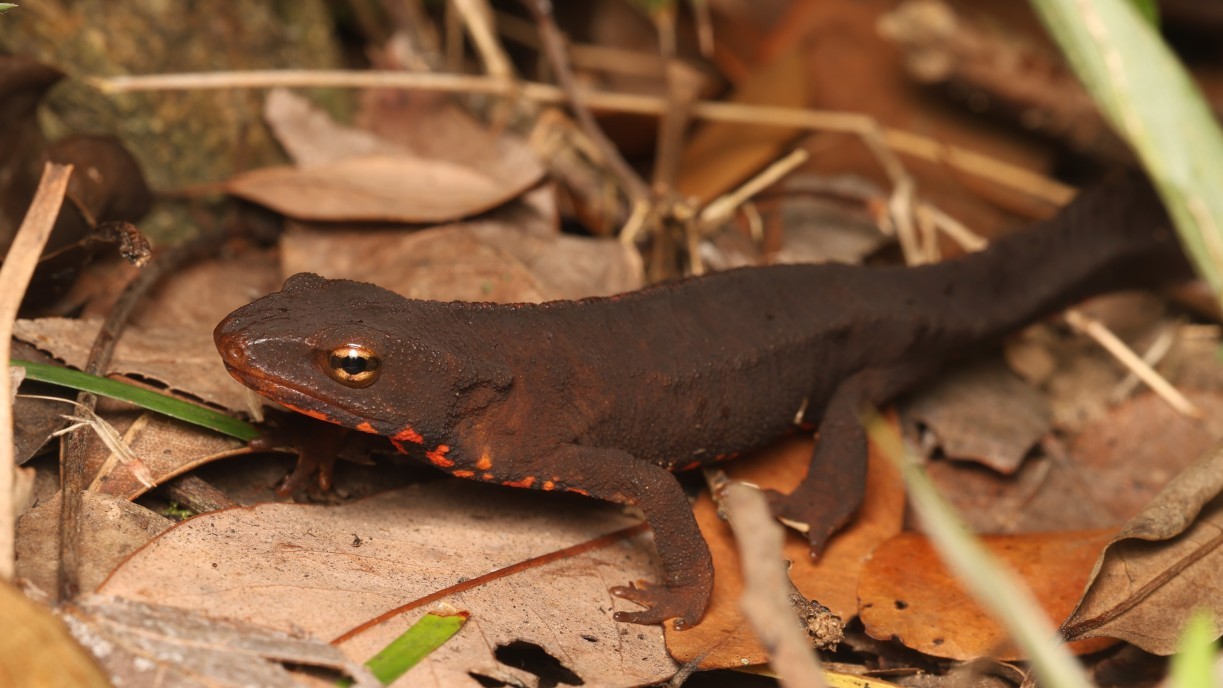 The Hong Kong newt is Hong Kong’s only native salamander species, and listed as near-threatened by the International Union for Conservation of Nature (IUCN). 