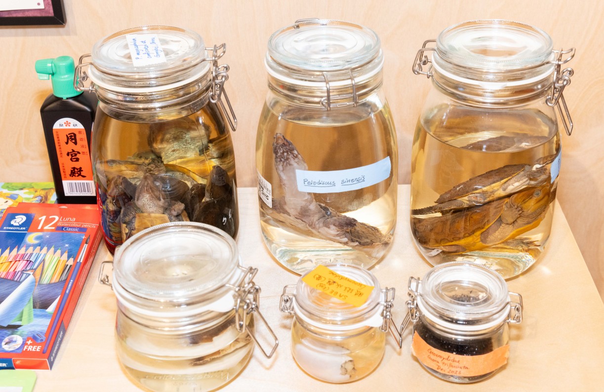 Biological specimens from the exhibition.
