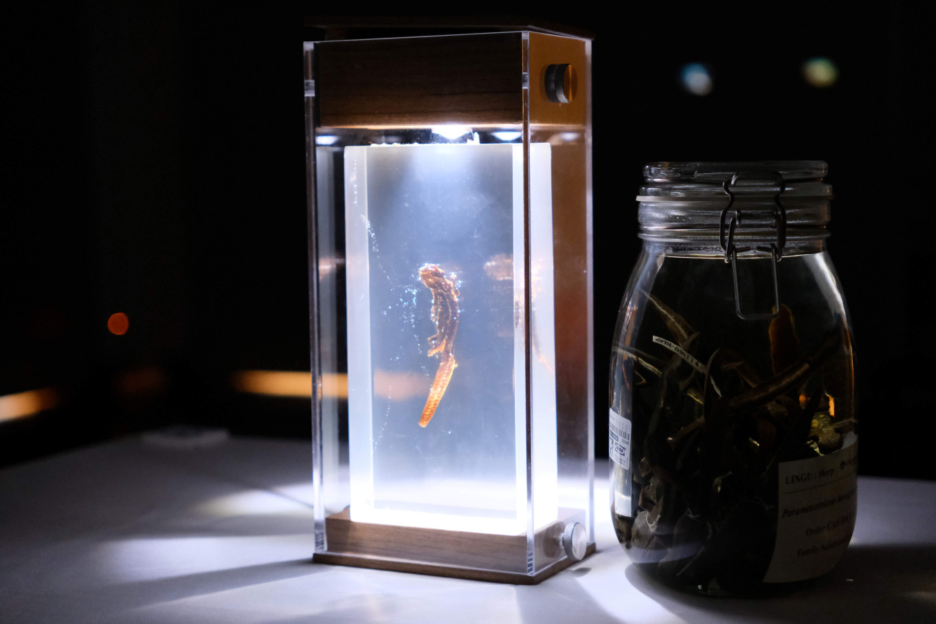 A short ecological documentary directed by local nature photographer Mr Fung Hon-shing is projected behind a Hong Kong Newt that has been run over. Following the A Newt's Life Eco-Art Exhibition, it illustrates the roadkill phenomenon studied by Prof Anthony Lau, Assistant Professor of the Division of Science.