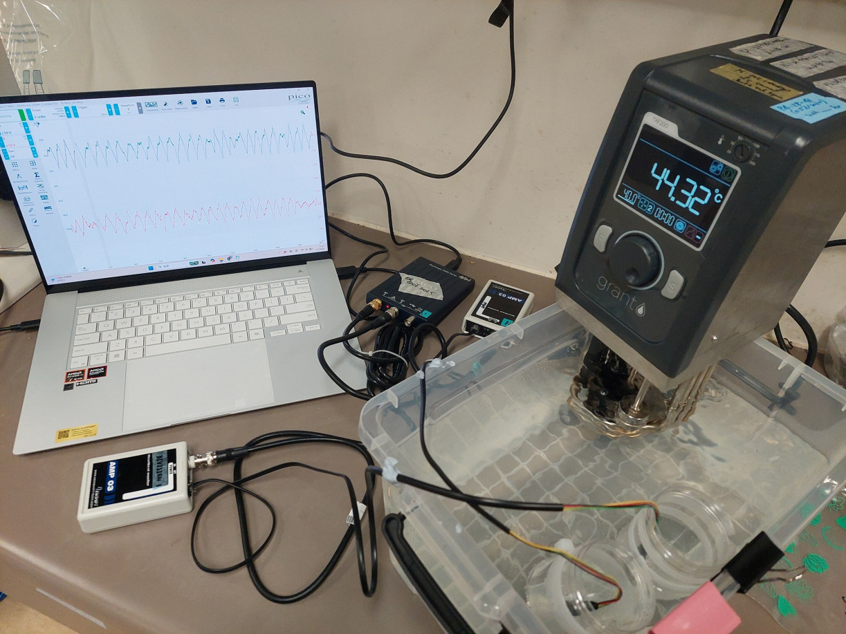 研究團隊以「編程水缸」(Programmable Water Bath)模擬香港特區及新加坡石灘在退潮暴曬升溫時的真實自然情況,並利用紅外線光電感測器(Photocoupler Sensor)黏貼在海螺的外殼上,實時監測升溫過程中,其心跳頻率及體溫變化的反應。