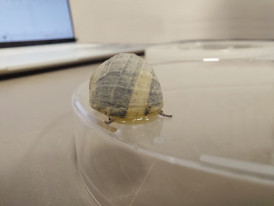 嶺大聯合研究：熱帶動物或已接近「生理耐熱上限」 全球暖化延長避暑時間減少覓食  增加極高溫死亡風險