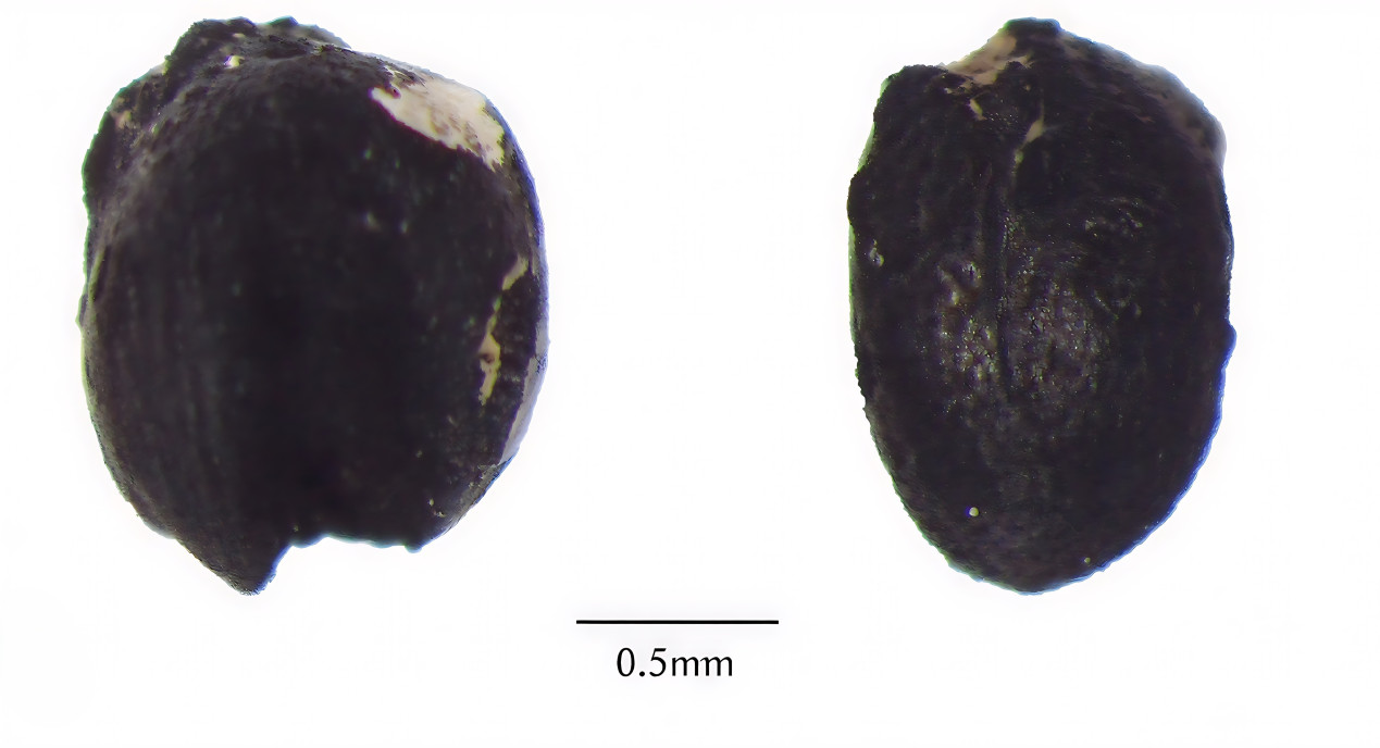 古代植物種子具有高辨識難度,即使屬於同一種類,種子的大小及外觀仍存在相當大的差異。圖為粟(小米)種子。
