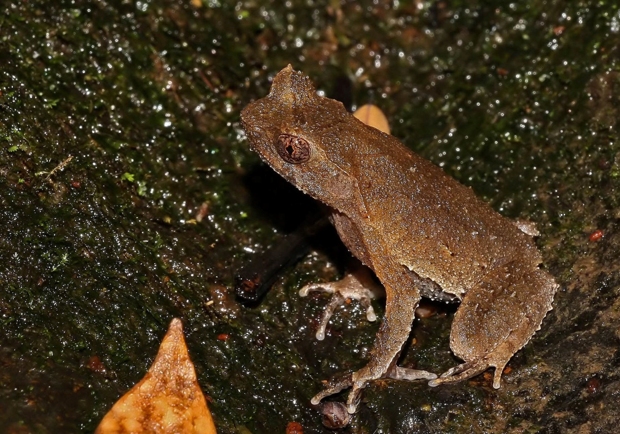 The study shows that Short-legged Horned Toads are visually almost identical, making evolutionary differences difficult to detect through traditional field surveys alone. (The photo shows the Short-legged Horned Toad population on Hong Kong Island.)