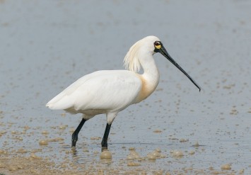 Black-faced Spoonbill