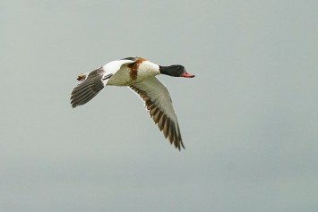Common Shelduck.