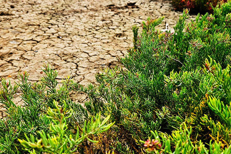 Understanding Heat Stress Responses in Intertidal Species