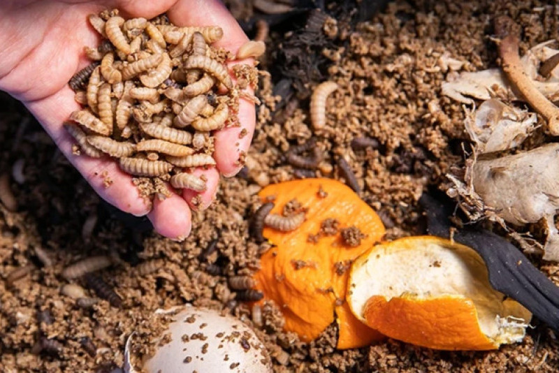 Combating Food Waste: Lingnan University's Bugs War Initiative