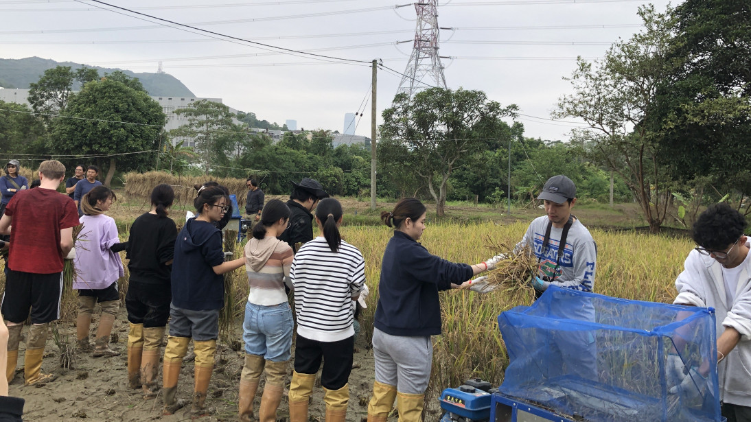 The Introductory Rice Harvesting Course (河上鄉稻米收割初體驗) in collaboration with The Conservancy Association in 2024/2025